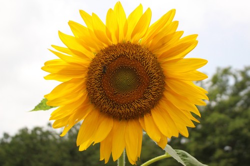 Giant sunflower seeds for - giant,