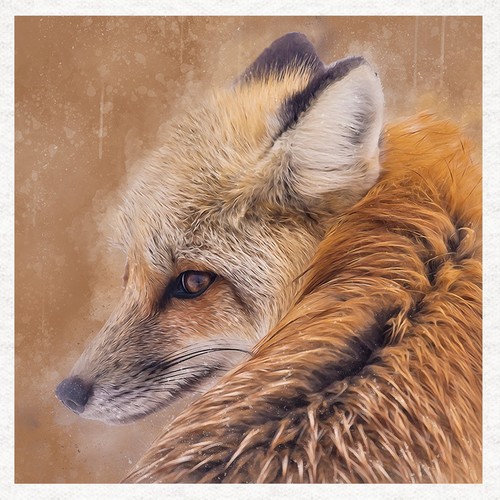 Animal fox watercolour - -,