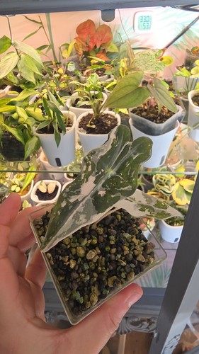 Alocasia nobilis pink - nobilis,