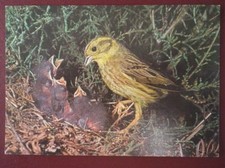 POSTCARD E3-16 ANIMALS