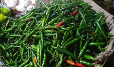 🌶 100% Genuine Indian Chilli Seeds VERY HOT - FREE FAST Shipping! 🇬🇧