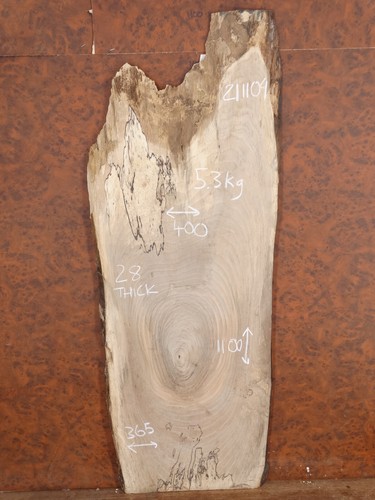 Spalted english walnut - spalted, live