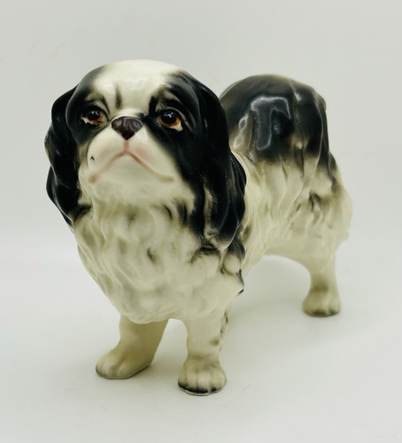 Japanese spaniel chin - spaniel,