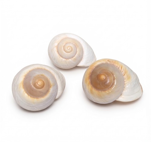 Large vintage muffin snail - muffin,
