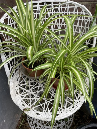 Spider plants - plants, 🪴🪴
