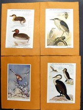 Antique Old Print Cormorant