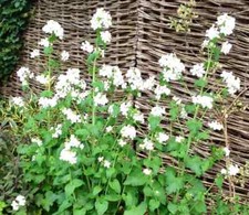 White Honesty Lunaria annua