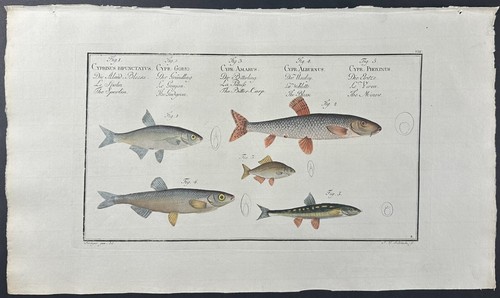 Bloch fish cyprinus - fish, 8