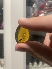 Burmese Amber With Insect Inclusion 99myo - Beautiful Flow Lines