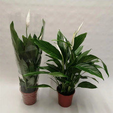 Peace Lily Plant