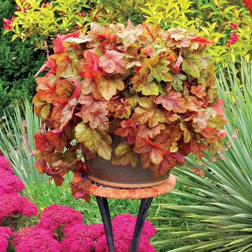 Heucherella redstone - heucherella, ‘redstone
