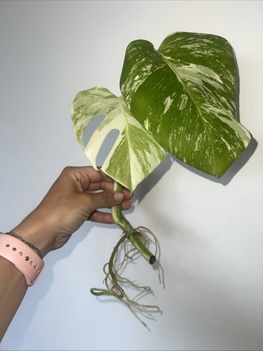 Monstera deliciosa albo highly - monstera,
