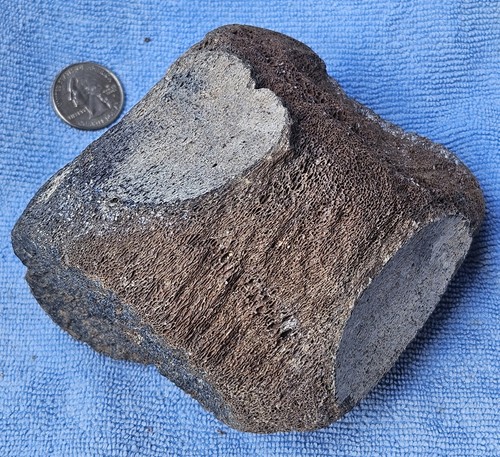 Rare miocene whale vertebra - miocene,