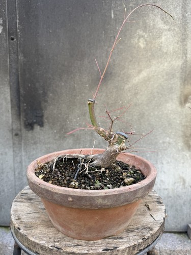 Japanese maple bonsai tree - maple,