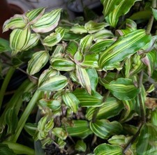 Callisia soconuscensis