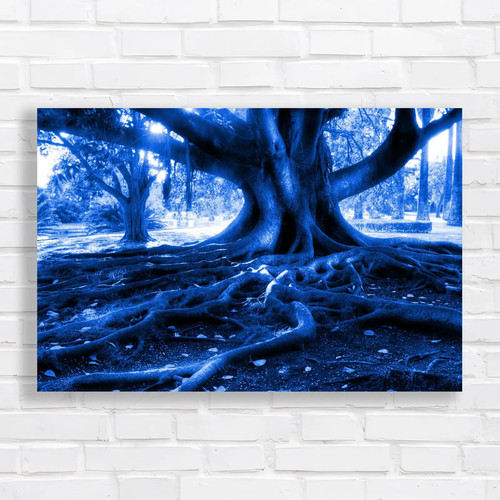Centenarian tree beautiful - centenarian,
