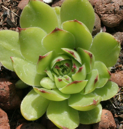 Sempervivum tectorum - sempervivum,