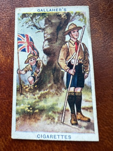 Gallaher boy scouts - boy,