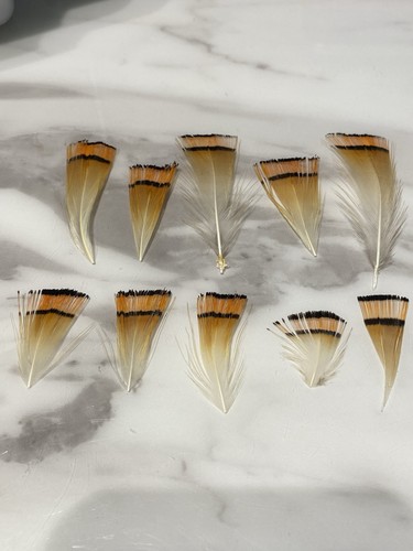 Golden pheasant tippet mixed - pheasant,