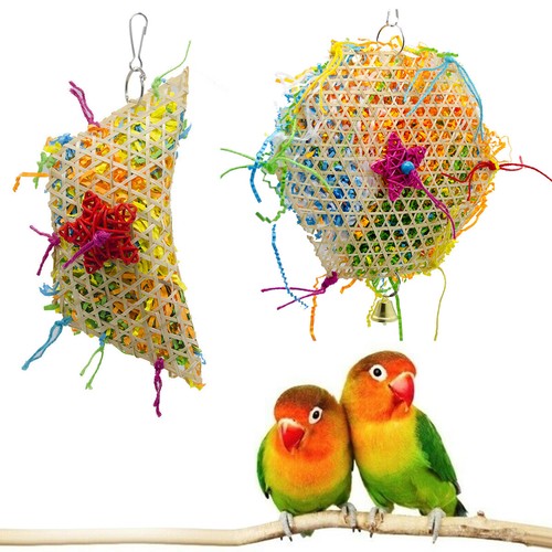 Parrot bird chew - bird,