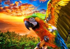 Bluebird Parrot Jigsaw Puzzle