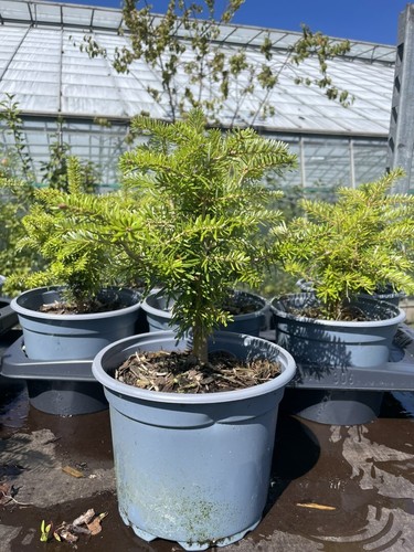 Abies koreana korean fir - abies,