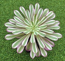 Aeonium 'Violet' - Beautiful