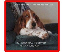 Funny Ass Dog Basset Hound