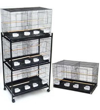 Lot large bird - bird, breeding