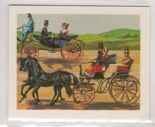 Australian White Wings