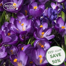 Crocus Blue Bulbs – 100 Early Spring Flowering Bulbs