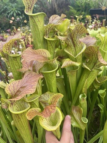 Sarracenia flava strained big - sarracenia,