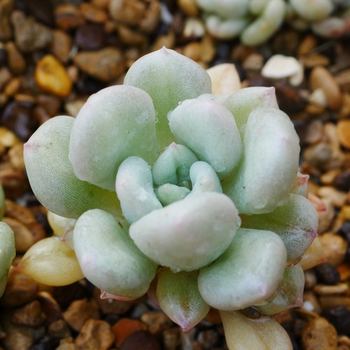 Echeveria bill gates 3cm - 3cm, plant