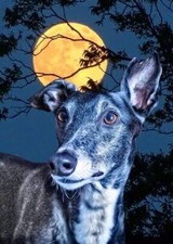 Greyhound , Lurcher 