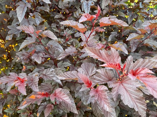Physocarpus lady red - lady,