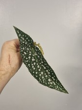 Begonia White Ice | Unrooted Mid Stem Cutting | Cane begonia | Rare House plant