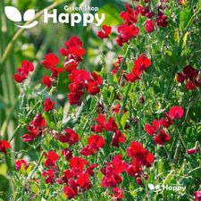 SWEET PEA - WINSTON CHURCHILL