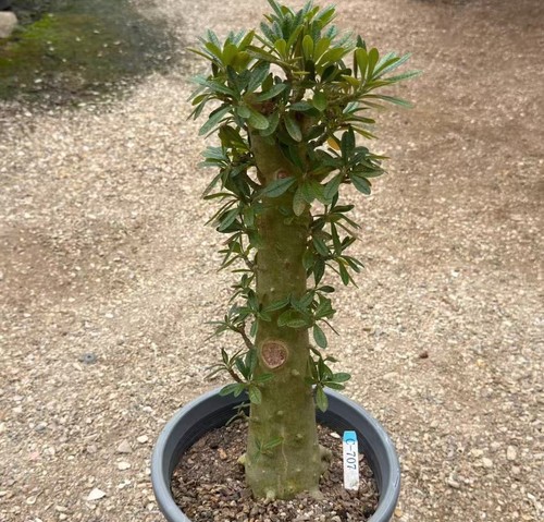 Tall 45cm dorstenia gigas - dorstenia,