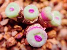 5 x Seeds Conophytum  Red Lip