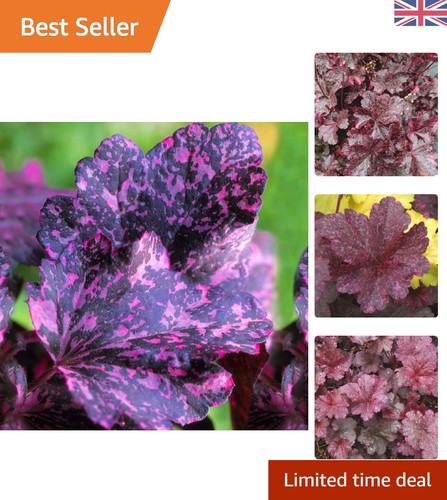 Heuchera midnight rose - 'midnight,