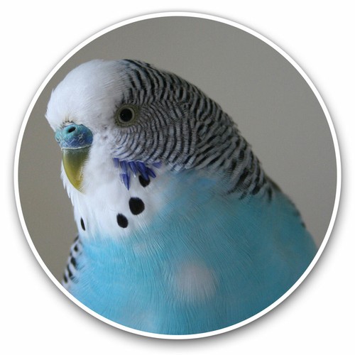 Vinyl stickers 15cm - 2,