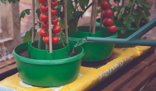 Tomato plant halos green - tomato,