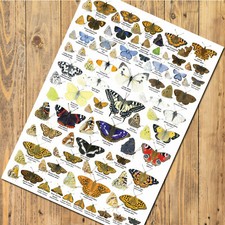 British Butterflies Art