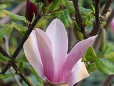 Magnolia "Oriental Night" tree