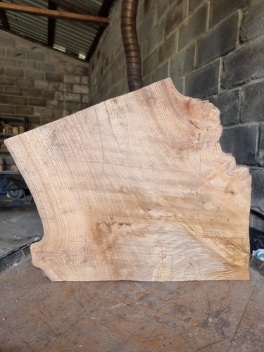 English elm hardwood - , slab