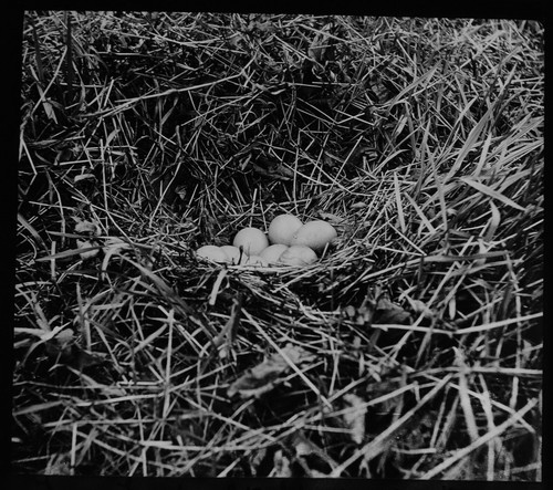 Magic lantern slide pheasant - lantern,