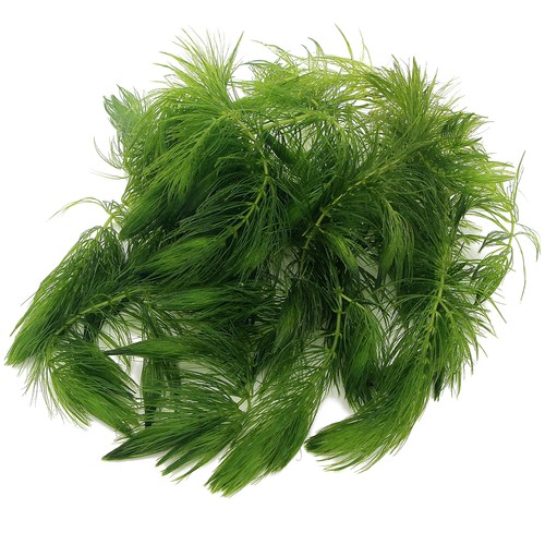 Ceratophyllum demersum - ceratophyllum,