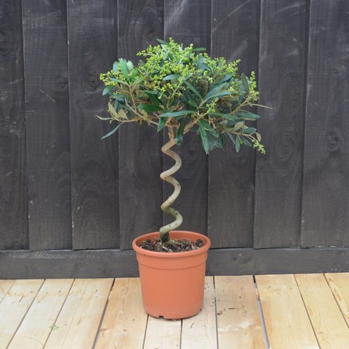 Olive tree twisted - olive,