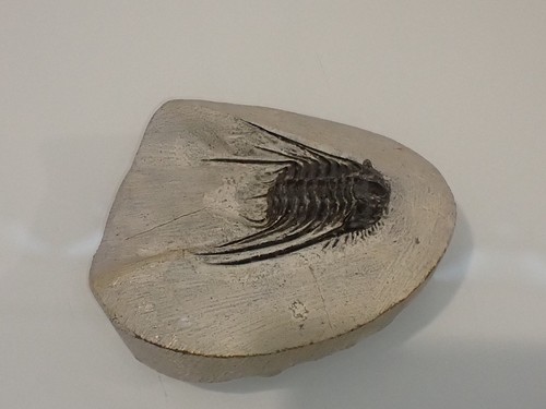 Leonaspis trilobite fossil - leonaspis,