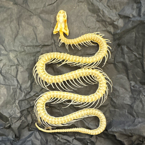 Snake skeleton with skull - with, &